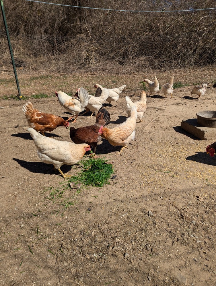 10+ WHITING TRUE GREEN Egger CHICKEN HATCHING EGGS 300+EGGS PER YEAR