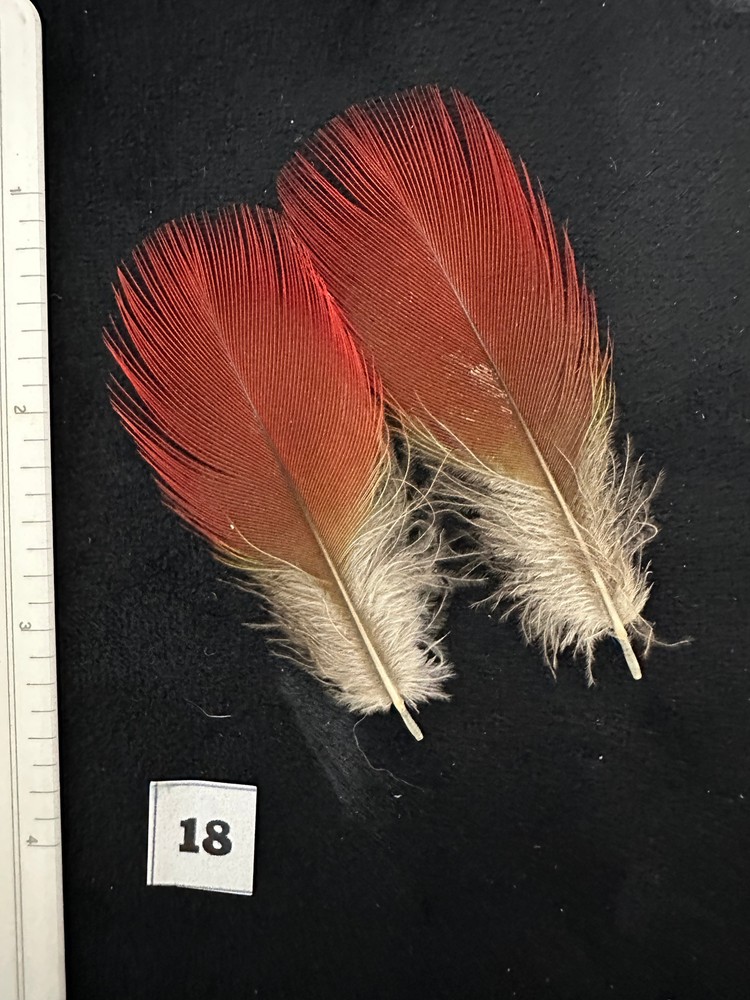 Parrot feathers for Salmon flies