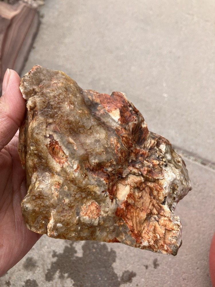 Opalized Wood , Fluorescent Under UV Light