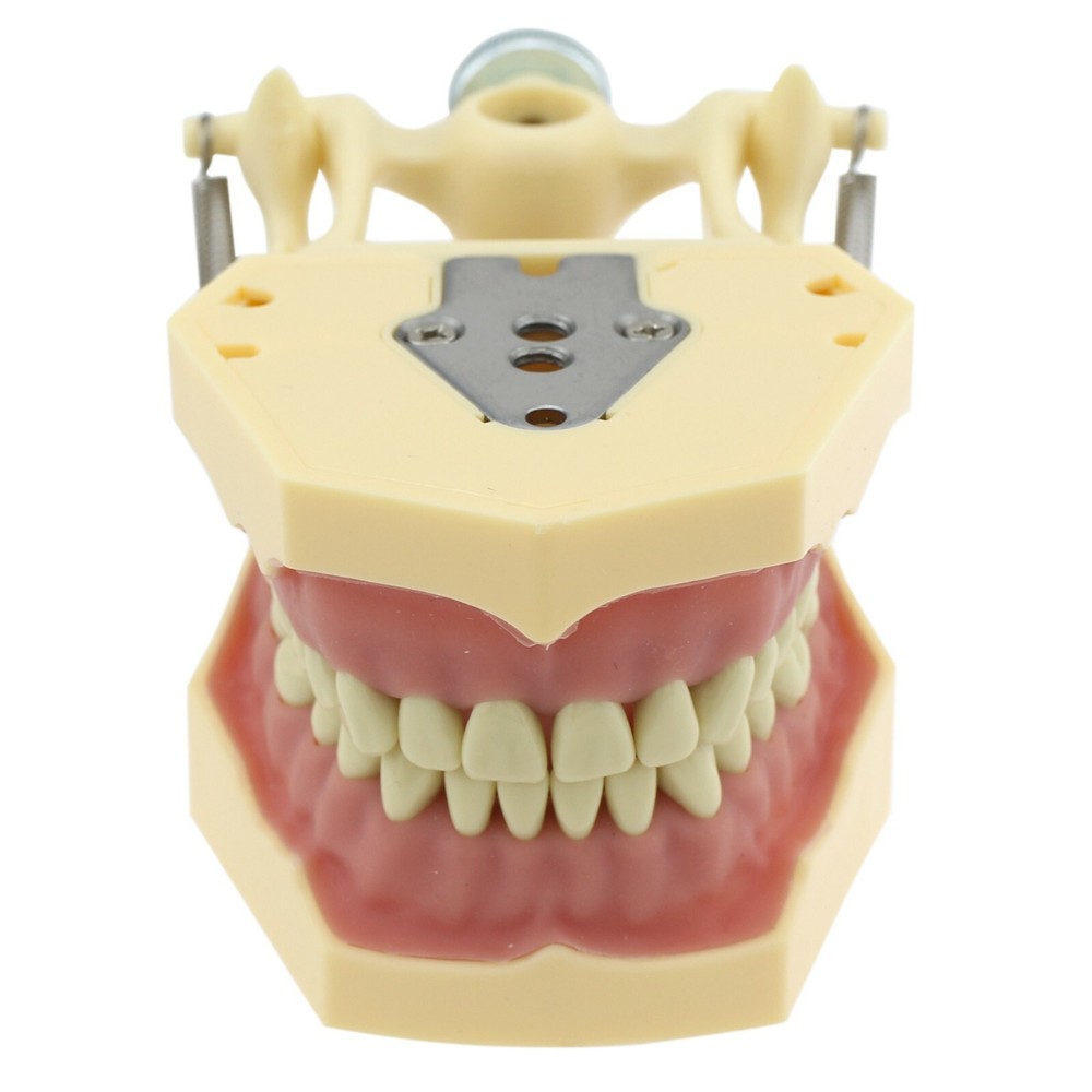 Dental Typodont Model Restorative 32pc Removable Marked Teeth M8014-2 Frasaco
