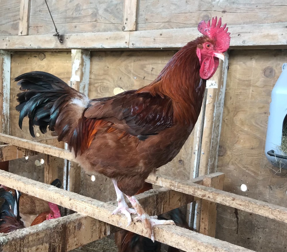 10++ Black Tail Red Marans Hatching Eggs - Cedar Hill Marans