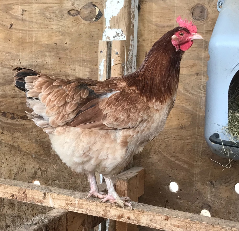 10++ Black Tail Red Marans Hatching Eggs - Cedar Hill Marans