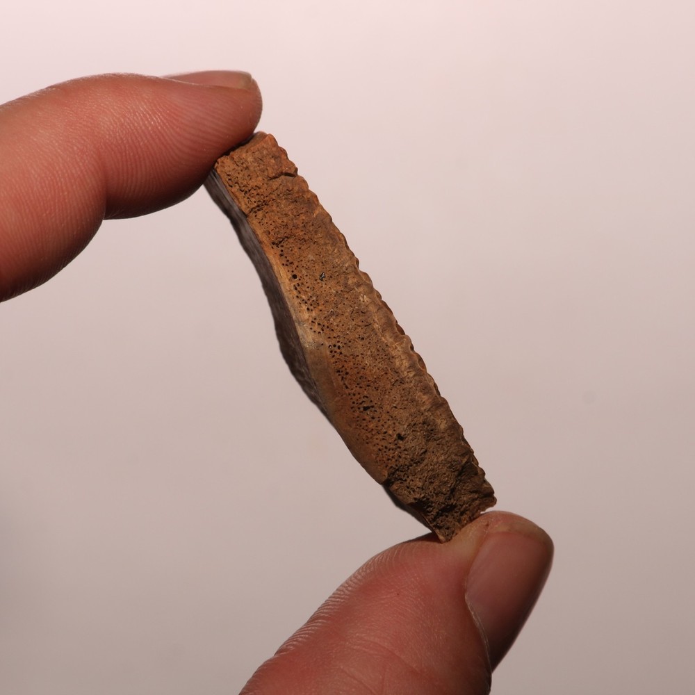 Turtle Shell Dinosaur Aged - Hell Creek Formation - Nice - CRETACEOUS