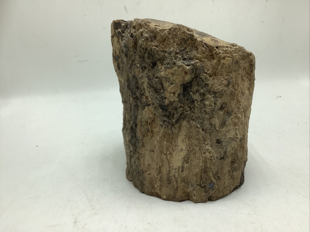 Petrified Wood 5Lbs 14oz