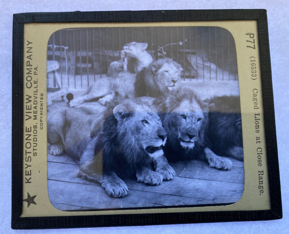 KEYSTONE MAGIC LANTERN SLIDE 77 CAGED LIONS 1920s