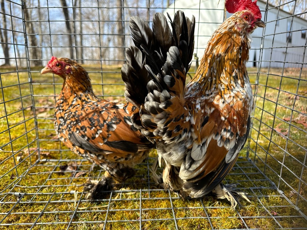 Mille Fleur Bantam Fertilized Hatching Eggs 6+ count will continue to grow