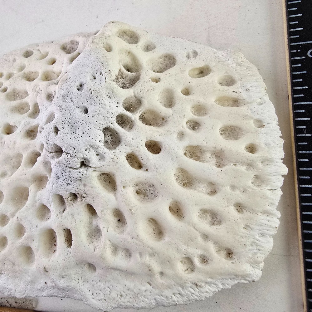 Gator Alligator Back Scute bone bones Bony scutes croc weird Osteoderms white