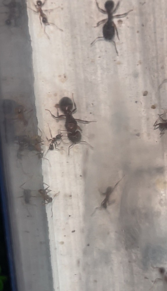 Formicarium