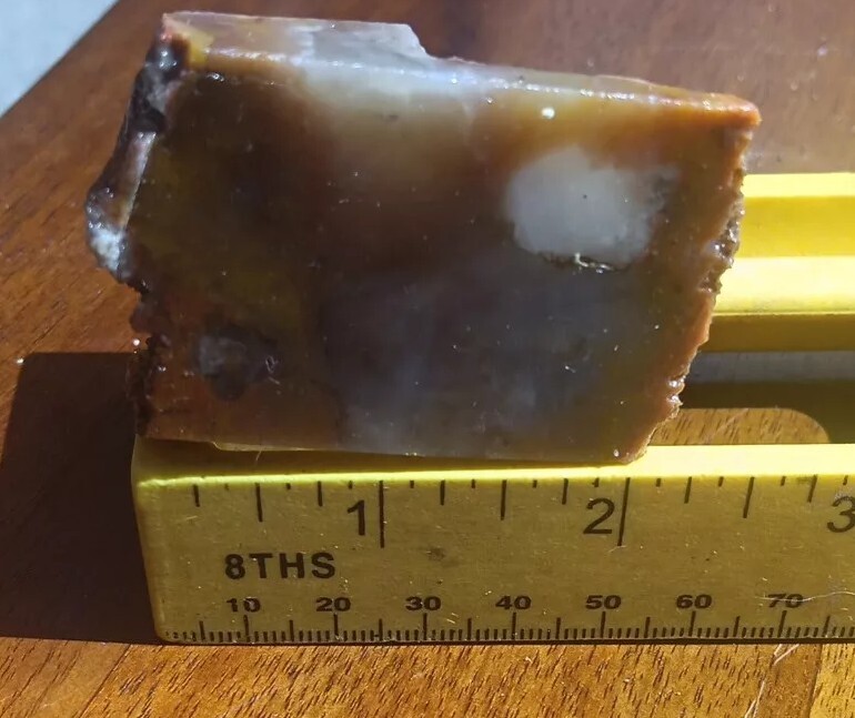 Volcanic Petrified Wood Limb Casting End Cut From Cube Utah See Cube