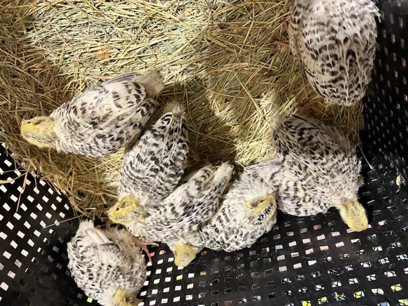 12 Buddy’s Hatchery Pearl Fee Coturnix Quail Hatch Egg