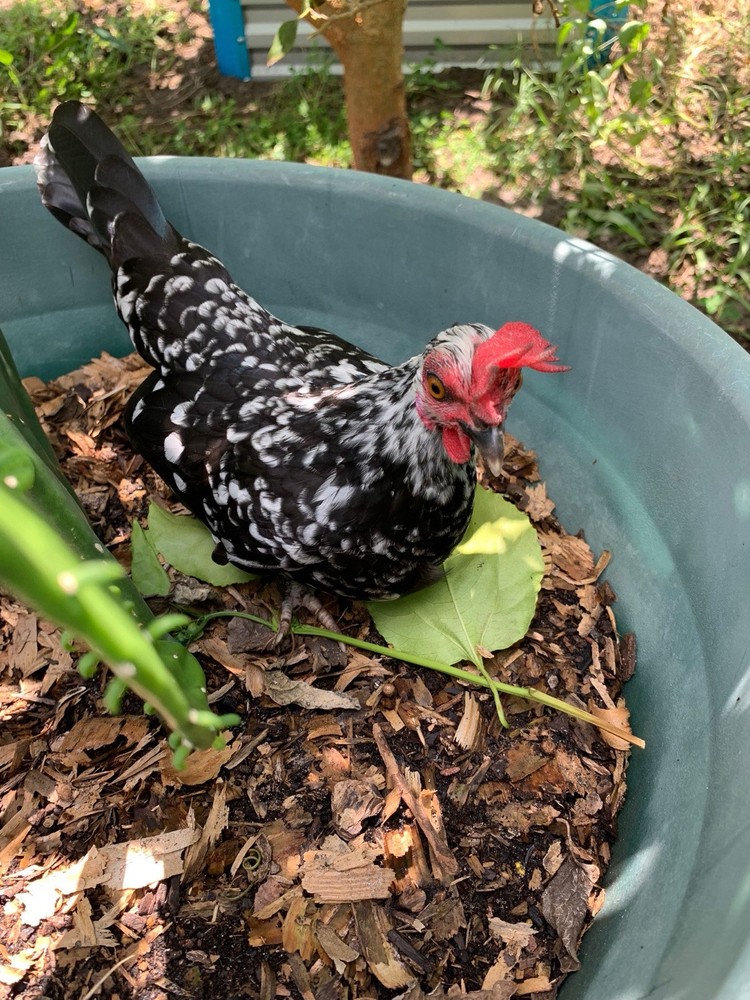 4 Kikirikis Hatching Eggs