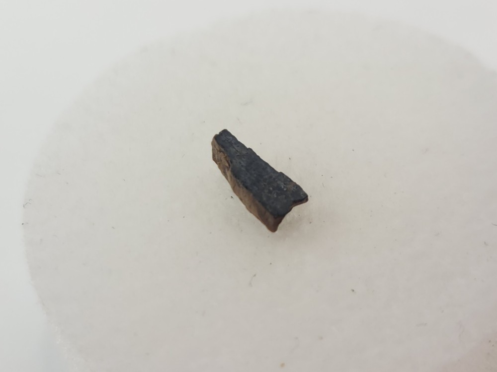 Lance Formation Micro Fossil Pack - Perfect for Teaching / Education - 70 Pieces