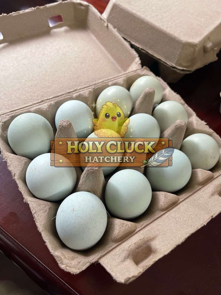 12+ Ermine Ameraucana Hatching Eggs