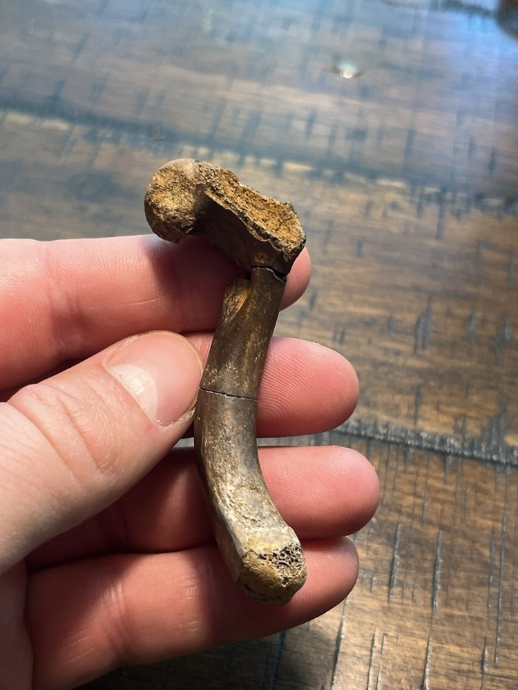 Turtle Humerus Dinosaur Age Fossil Hell Creek Form SD