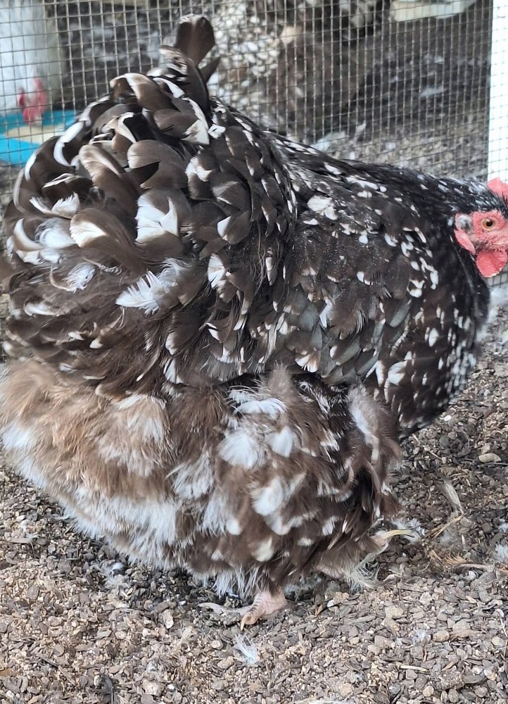 Dozen + Chocolate Mottled English Orpington Hatching Eggs