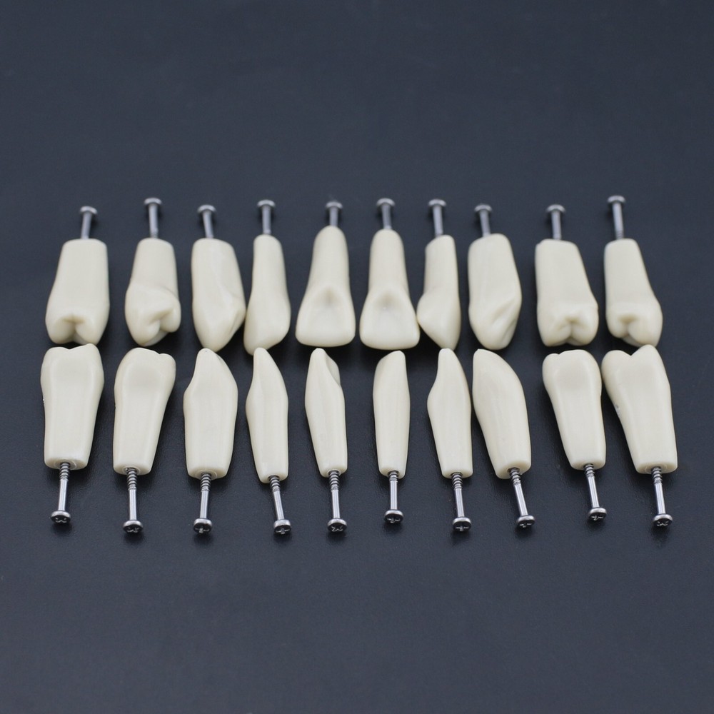 Columbia 860 Type Dental Simulation 32PCS Teeth Typodont Model Exam Teaching