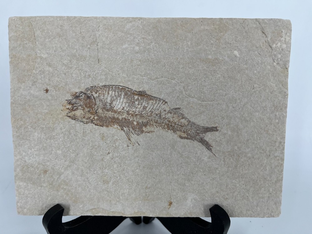 Fossil Fish Green River Formation Kemmerer Wyoming