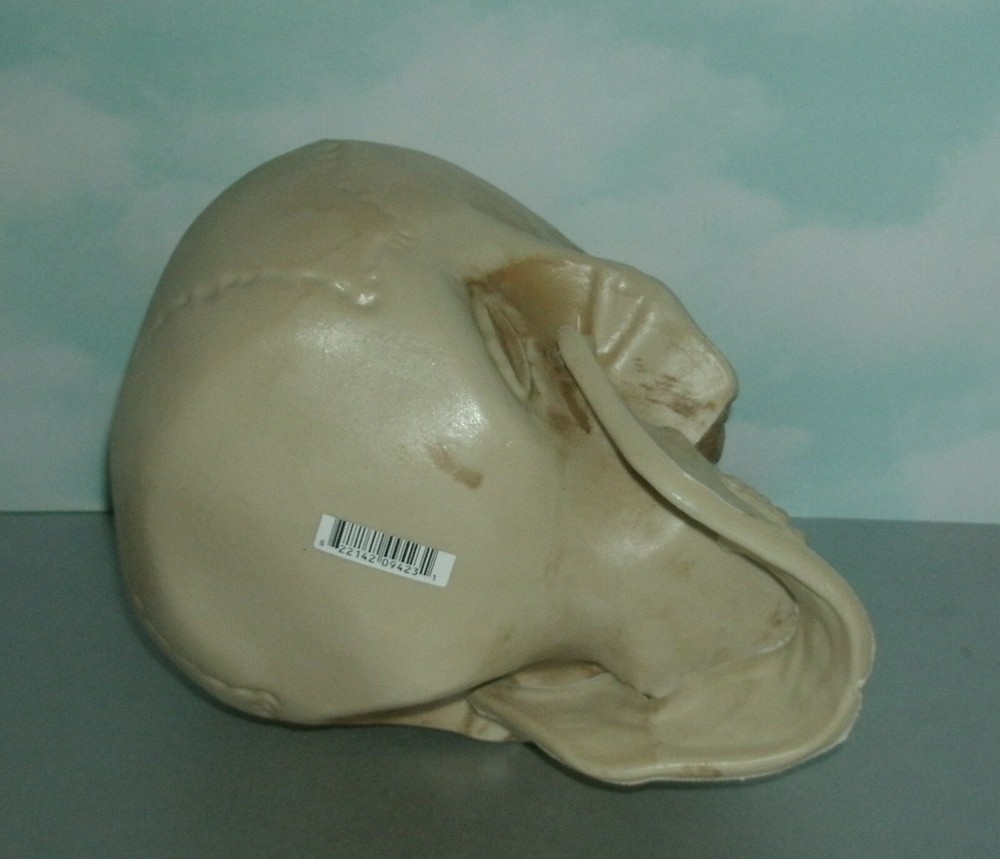 Life Size Human Skull Plastic Replica Bonehead - Man Cave Decor Accessory Prop