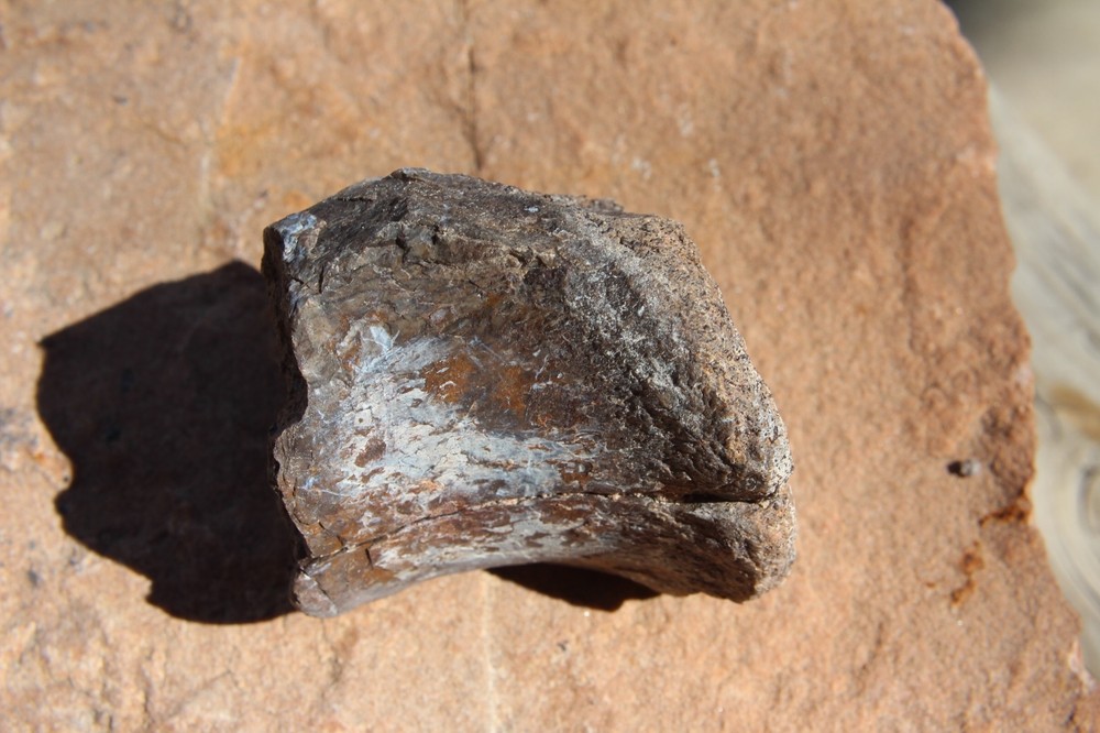 Dinosaur Bone, Lab Grade, Medium Bones, 2.5"  to 3.25"