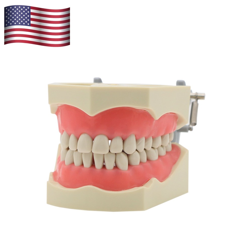 Columbia Dentoform 860 Dental Typodont Model 32pcs Removable Teeth Mounting Pole