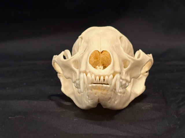 Real Raccoon Skull