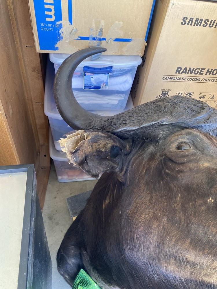 Cape Buffalo Head/shoulder mount
