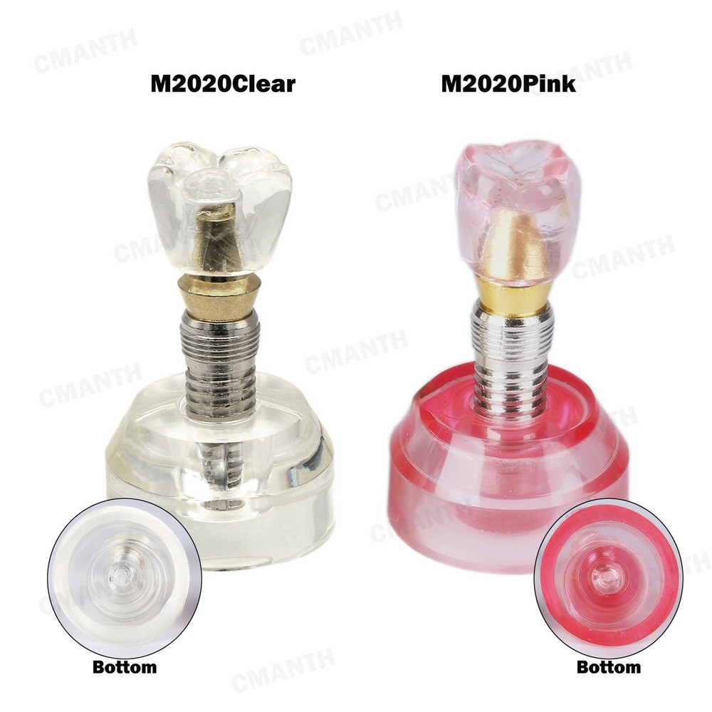 Dental Implant Model Demonstration Teeth Study Teach Model Detachable M2020