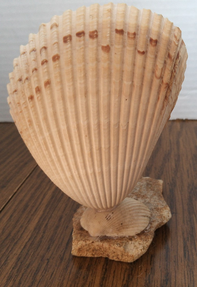 Handmade Blue Seashell Table Decoration