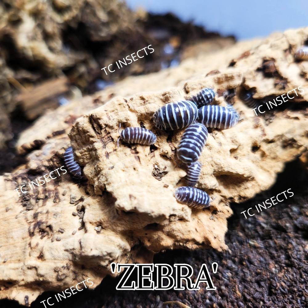 20+ Zebra Isoods - Fast Free Shipping -  Bioactive Isopod Pillbug Roly Poly☆