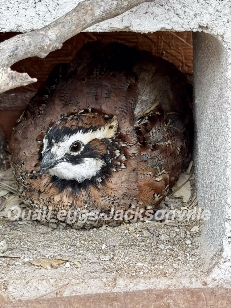12 Fresh Fertile Hatching Eggs Bob White Quail
