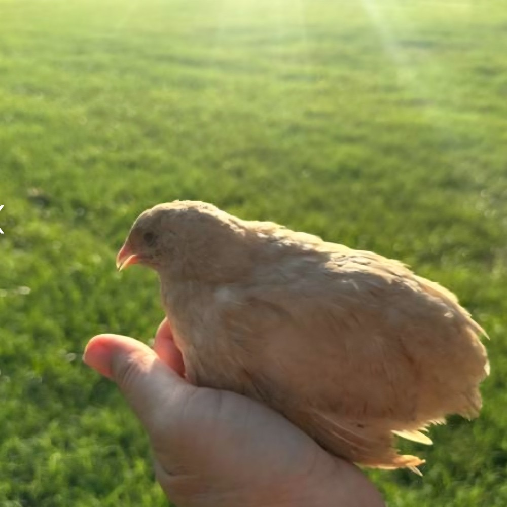 54 Celadon Blue Coturnix Quail Hatching Eggs - 100% BLUE