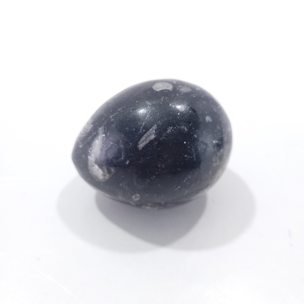 Orthoceras Fossil Egg