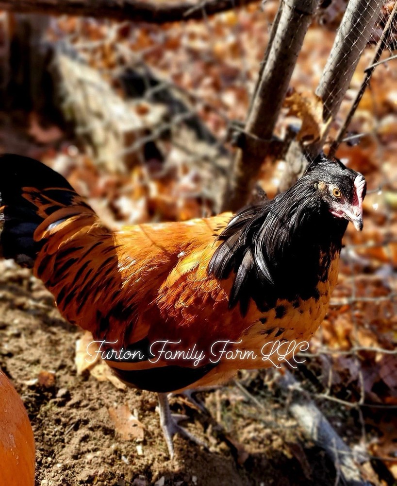 6 Vorwerk Chicken Hatching Eggs *RARE*
