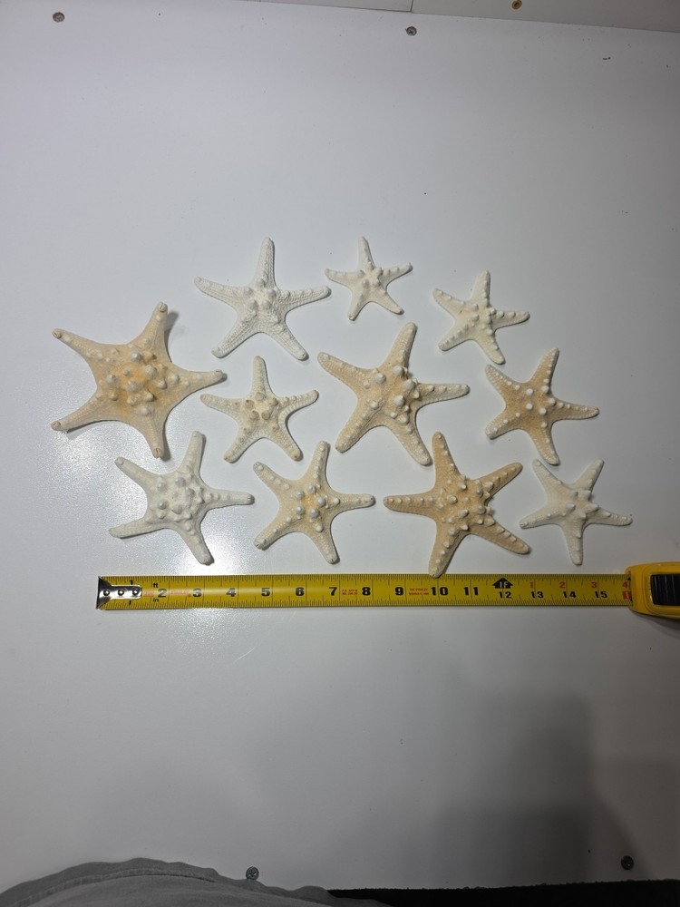 Large ziplock bag of starfish.