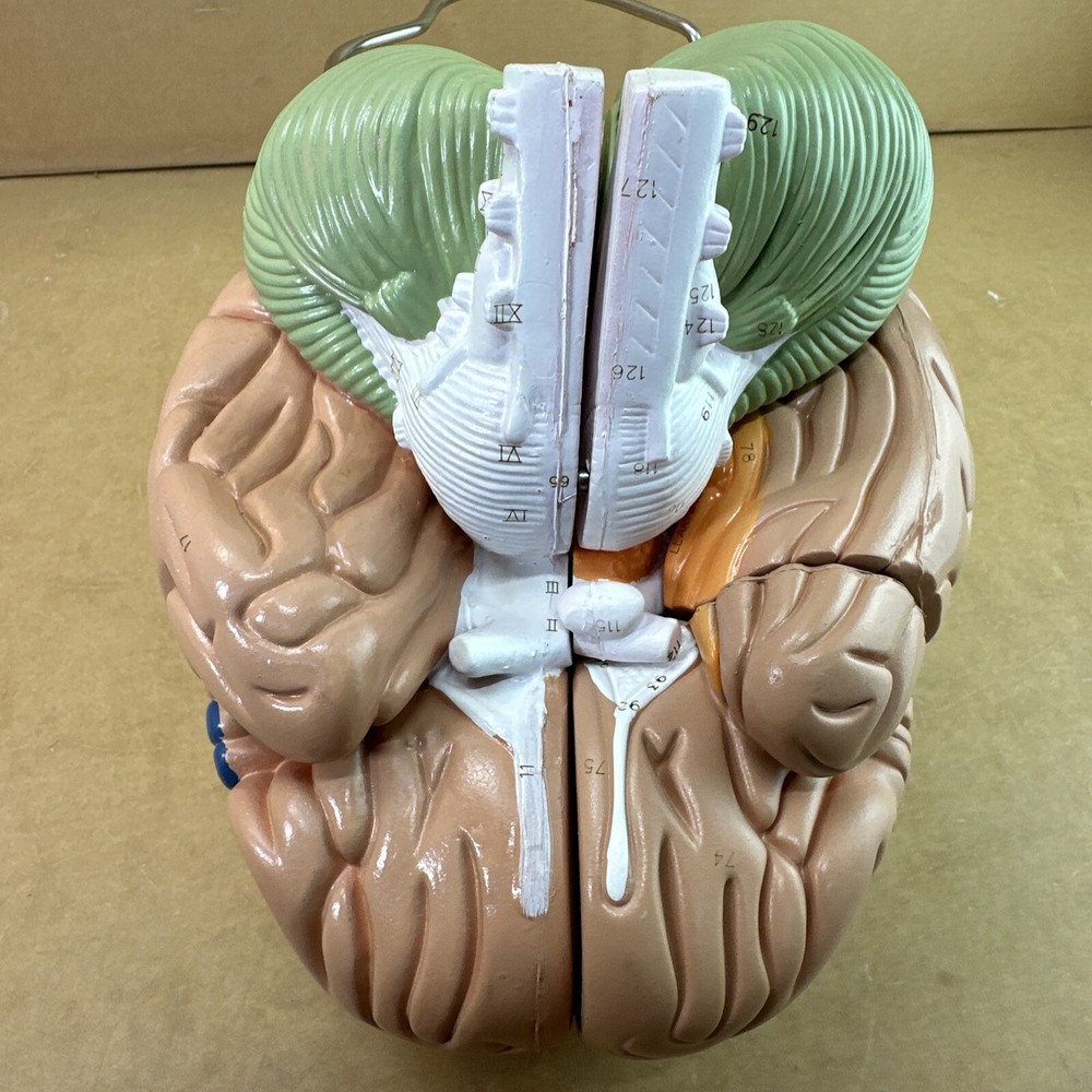 Human Brain Model with Laser-Engraved Numbers and Labeling | Includes Case/Stand