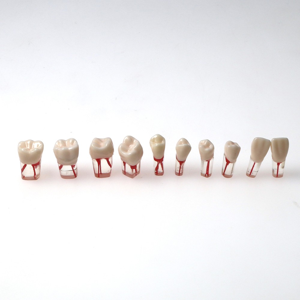 Dental Root Canal RCT Block Pulp Cavity Practice Model for Endo File Study Teeth