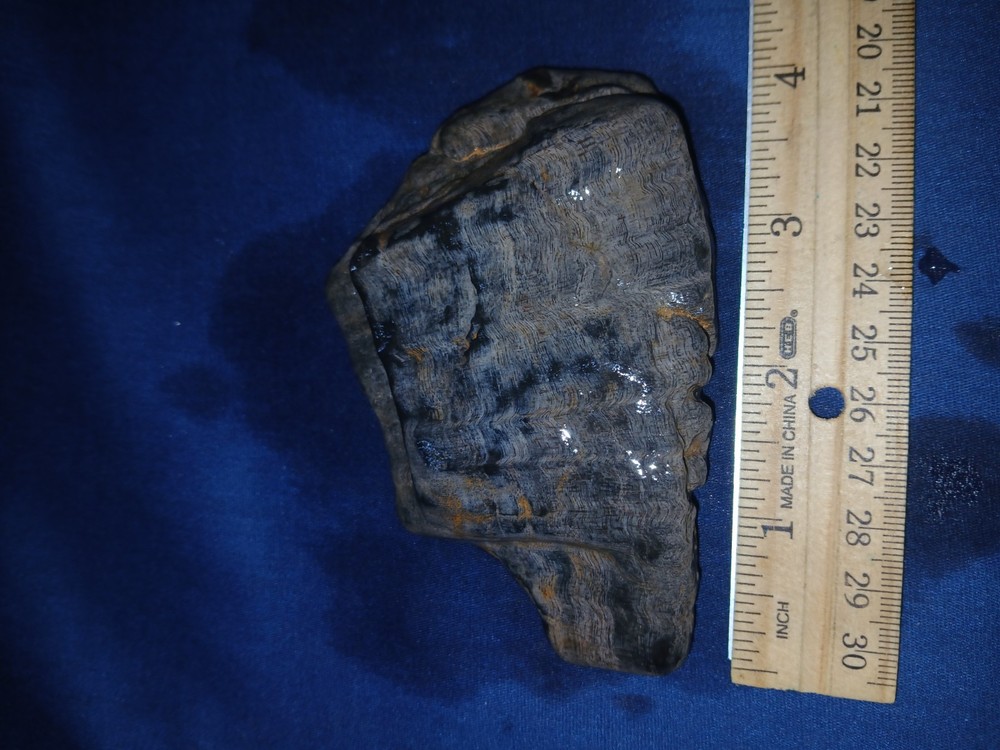 5.7 oz Texas Petrified Wood
