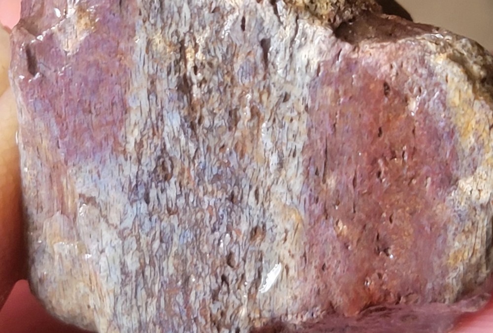 2.78 Lbs Agitized Dino Bone Smalls