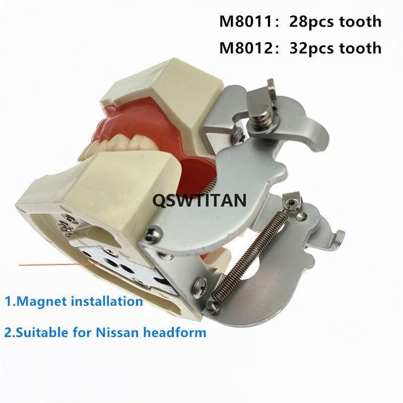 Dental teeth Model for Dental phantom head teeth model for Teaching tooth model