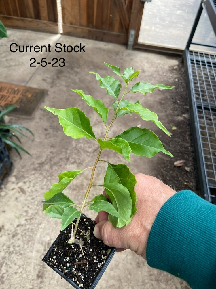 Bougainvillea - 'Flame'