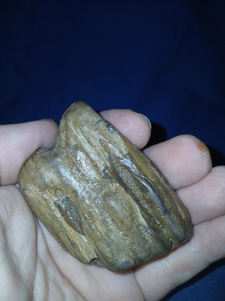 3.5 oz Agatized Petrified Wood