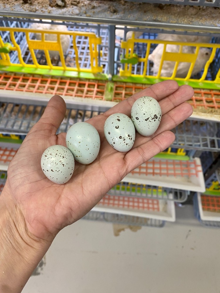36 - Celadon (100% True Blue) & Jumbo Pearl Fee Coturnix Quail Hatching Eggs