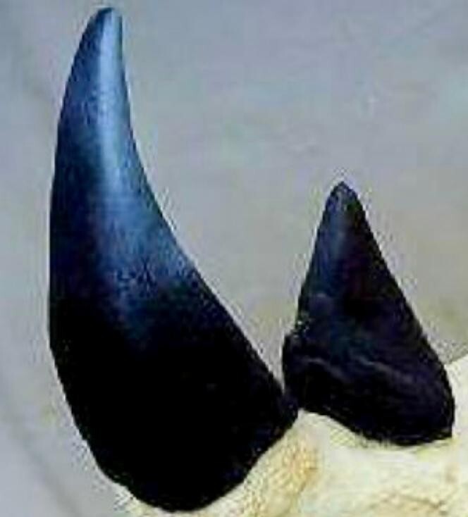 Rhinoceros Horn Replicas