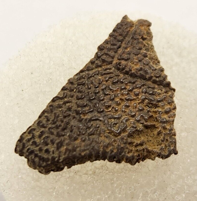 Cretaceous Turtle Shell Fossil - Testudines - Judith River Fm. - Hill Co., MT