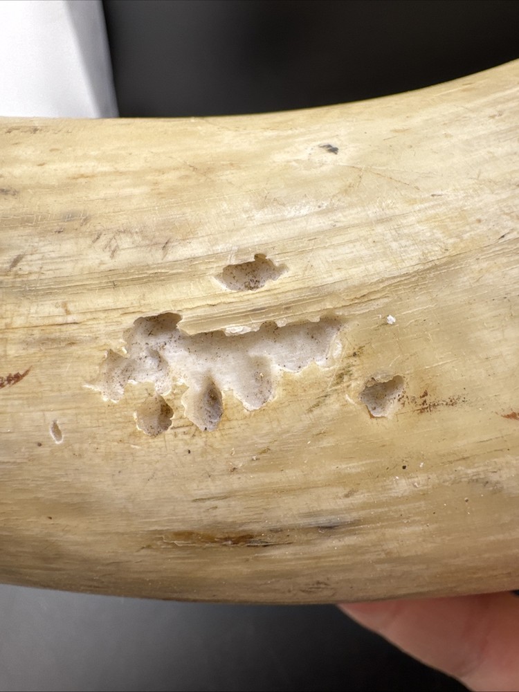 Vintage Black Powder Muzzleloader Powder Horn Some Damage📦