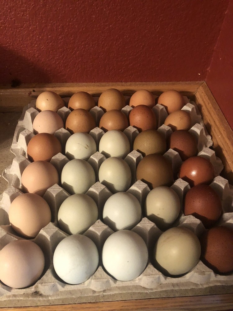 Hatching Eggs RAINBOW LAYERS / OLIVE EGGERS 10+2 NPIP Pure Breeds possible Dozen