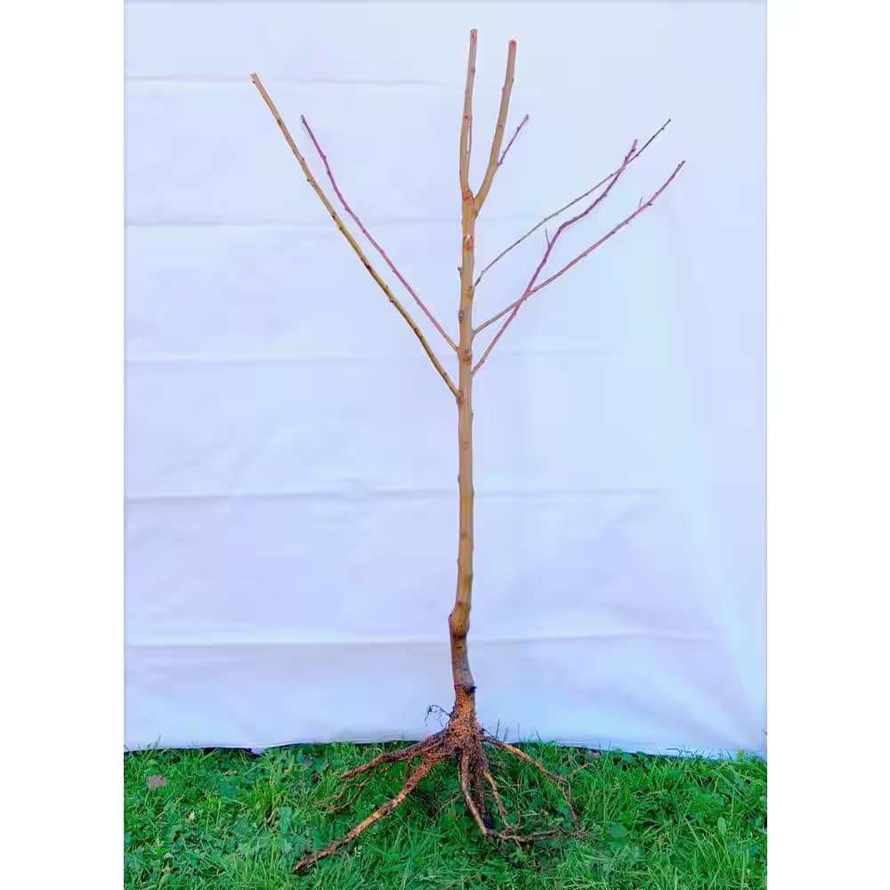 3 Ft. - 4 Ft. Tall Bare-Root Montmorency Pie Cherry Tree