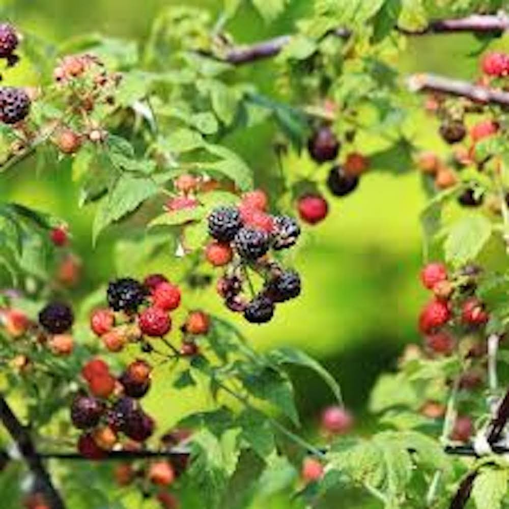 1 Cumberland Black Raspberry Starter Plug Rubus occidentalis