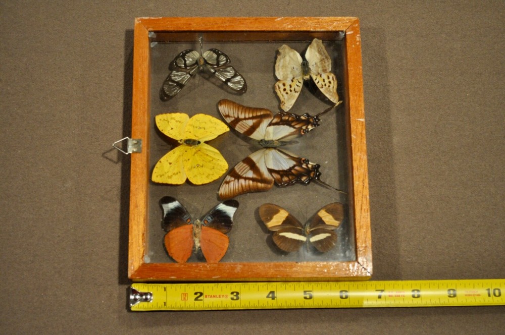 FRAMED Butterflies : 6 Butterflies