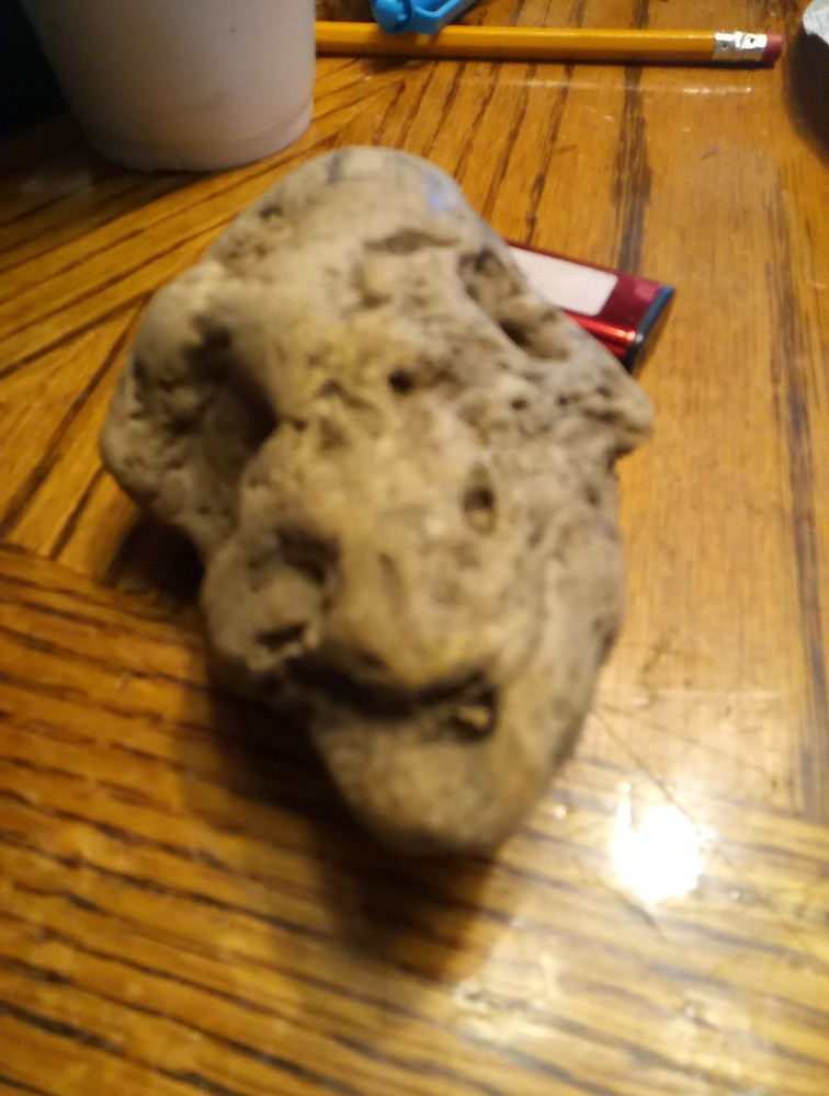 Fossils